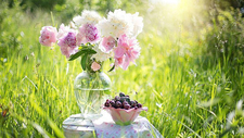 cherries-1450154_1920.jpg  
