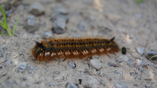 close-up-365114_1920.jpg  