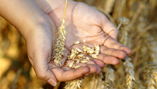 wheat-3534233_by_marzena7_cc0-gemeinfrei_pixabay_pfarrbriefservice.jpg  