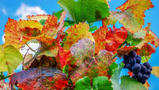 Herbst_pixabay.jpg  
