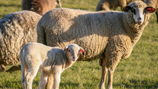 sheep-5036226_1920.jpg  