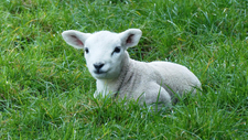 lamb-g34d6e50d0_1920.jpg  