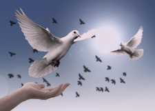 dove-3426187_1920.jpg  