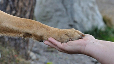 paw-548634_1920.jpg  