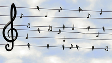 birds-2672101_1920.jpg  