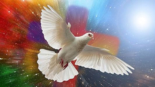 dove-5472118_1920.jpg  