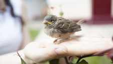 bird-in-hand-5213550_1280.jpg  