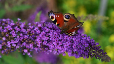 peacock-eye-3519451_1920.jpg  