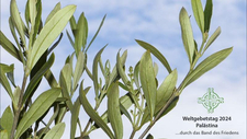 Olivenzweigmotiv_WGT_2024_Gemeindebrief_copyright-kathrin_schwarze.jpg  