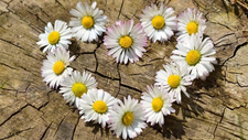 daisy-712892_1920.jpg  