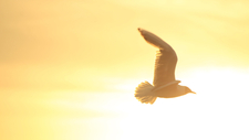 bird-1853209_by_karein93_cc0-gemeinfrei_pixabay_pfarrbriefservice.jpeg  
