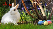easter-2173193_1920.jpg  