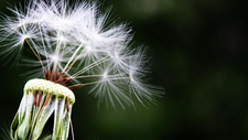 Pusteblume_dandelion_pixabay.jpg  