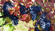 grapes-g0e7b2f2f7_1920.jpg  