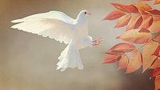 dove-2516641_1920-1.jpg  