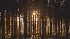 forest-1868885_1920.jpg  
