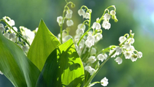 lilies-of-the-valley-4240031_1920.jpg  