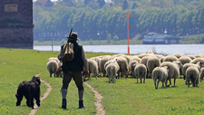 sheep-2297516_1920.jpg  