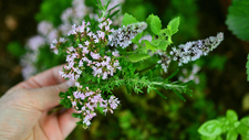 culinary-herbs-2614245_by_congerdesign_cc0-gemeinfrei_pixabay_pfarrbriefservice.jpg  