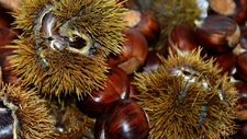 Esskastanien__pixabay.jpg  