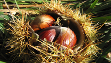 Esskastanien_by_Annamartha_pixelio.de.jpg  