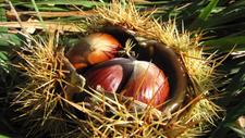 Esskastanien_by_Annamartha_pixelio.de.jpg  