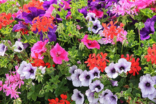 colorful-flowers-4355583_1920.jpg  