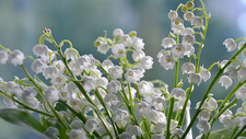 flowers-g1ef7c89d9_1920.jpg  